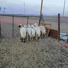 ضان سديس علي البدايه