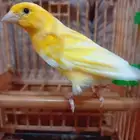 ذكر كناري سوري تغريد نار ( تم البيع )