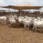 معزا مراح بيشيات 50 من 640