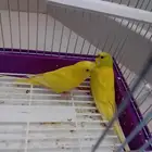 بادجي كرست