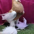 جوز نفاخ مسوبع جانبو