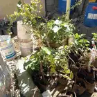 تين سلطاني  رمان عناب رازقي الشتله على10ريال