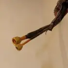 نحاس جديد حق مكيف سبليت 5 متر تقريبا على السوم