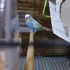 طير زينه باجي