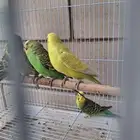 اجواز حب منتجه وفي منهم بال فالو طفرات
