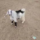 تيس عارضي كفو فحل العمر 8 شهور