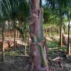 نخيل جوز الهند