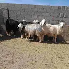 غنم نجد دفيع