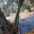 جميع انواع النخيل المثمرة