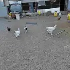 طقم برهما حجم جامبو وديك ابو تاج