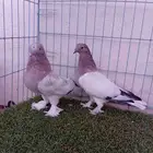 زوج تركي وردي
