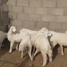 طليان و رخال حريه فل شحم