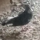 بسم الله ماشاء الله حمام باكستاني طيار شرط أزواج