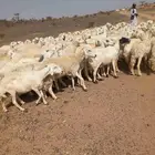 غنم للبيع حريات مقنوي حرش