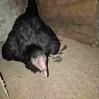 دجاجه سنديه على بيضها