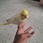كروان لاتينو عيون حمرا اليف جدا جدا. (( تم البيع ))