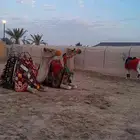 خيل عربي وجمال لليجار