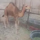 للبيع ونيت فورد شغال شرط وكاله مسقط
