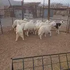 طليان ورخال العدد 30