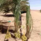 نخل فروخ صقعي ومجدول وخلاص