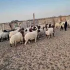 بهم نعيم طيب
