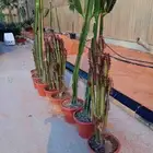 مشتل لزراعه تنسيق حدائق