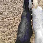 تيس للبيع