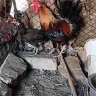 عربي اصيل