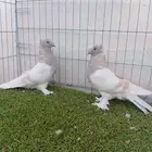 زوج تركي ليموني دبل كرست