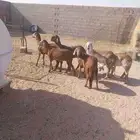 رخال سواكنيه