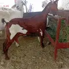 ماعز للبيع