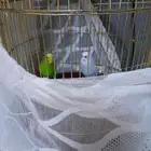 اعرص لكم جوز بادجي منتج شرط