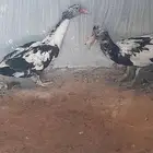 ذكوار شهرمان 2 حبه عمر 7 شهوار