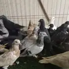 سلام عليكم