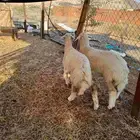 رخال حريات للبيع