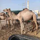 حقه مغتر. طبيه.