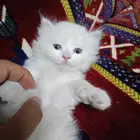 كيتن شيرازي قطط صغيره