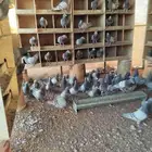 حمام فرنسي ابيض وسلفر