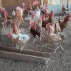 دجاج بلدي بياض وديوك