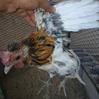 حباحب مستويات راقيه