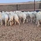 رخال مقاني صنف للبيع