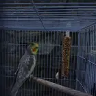 ببغاء