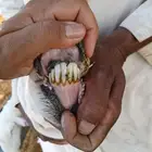 والد معها رخل