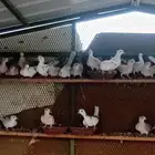 قماري
