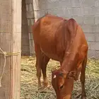 بقر