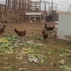 دجاج بلدي بياض العدد 40دجاجه وديك واحد العمر 10شهور