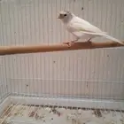 انثى كناري سوري(تم البيع)