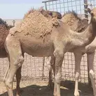 حشو للبيع