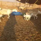 ضان حريه خلفات