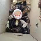 للبيع صوص بلدي